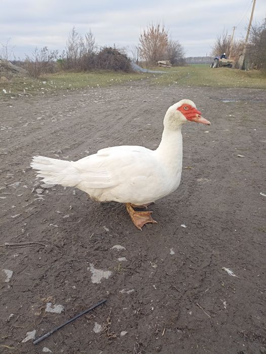 Продам індокачора шипуни