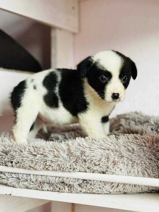 Маленький хлопчик Рокфор