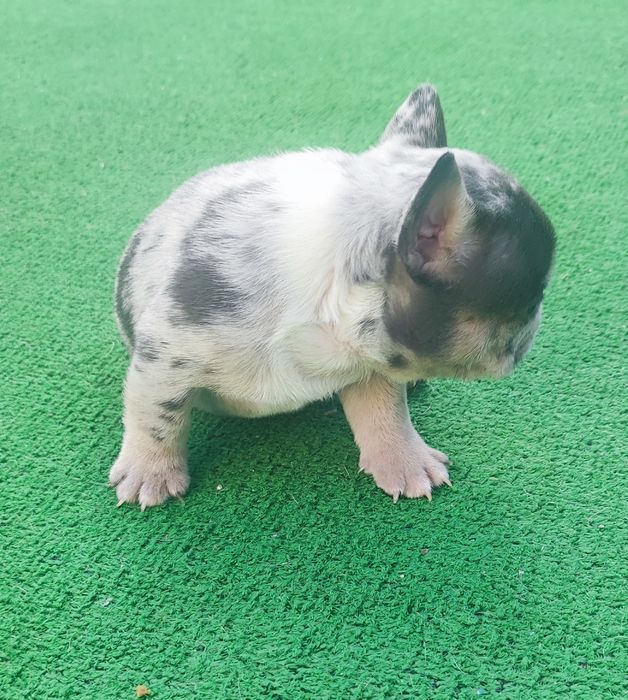 Bulldog francês macho blue Merle tan