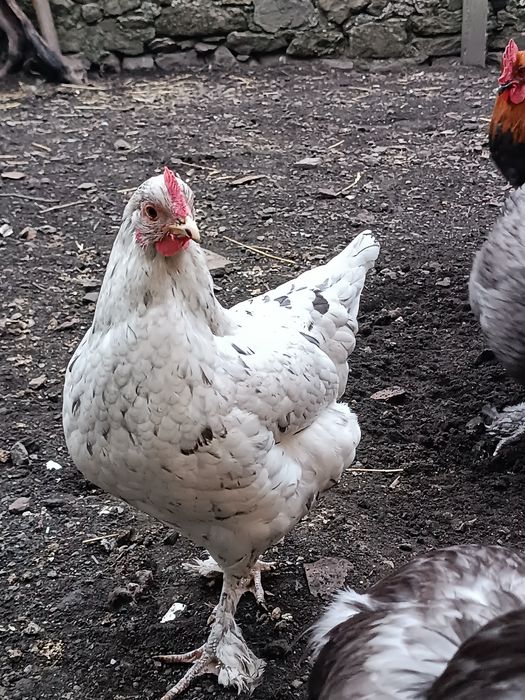 Ovos para incubação (Marans e Legorhn White)