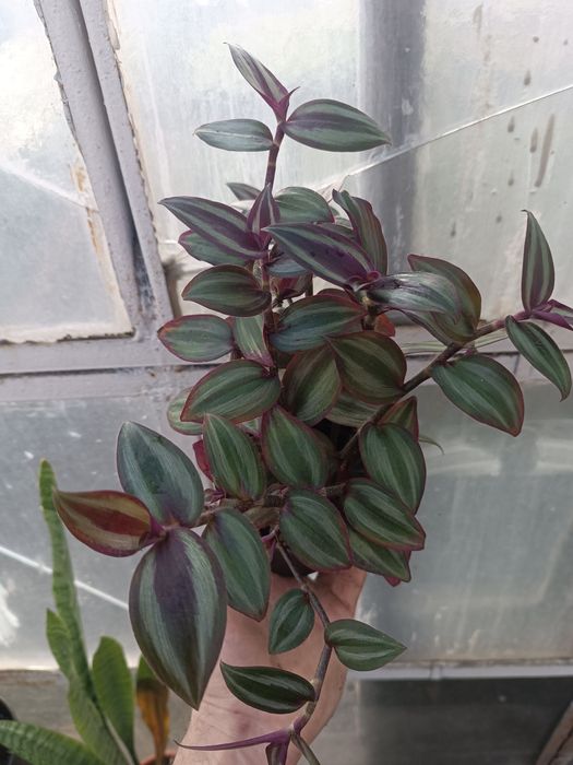 trzykrotka Tradescantia zebrina ‘Evanesce’