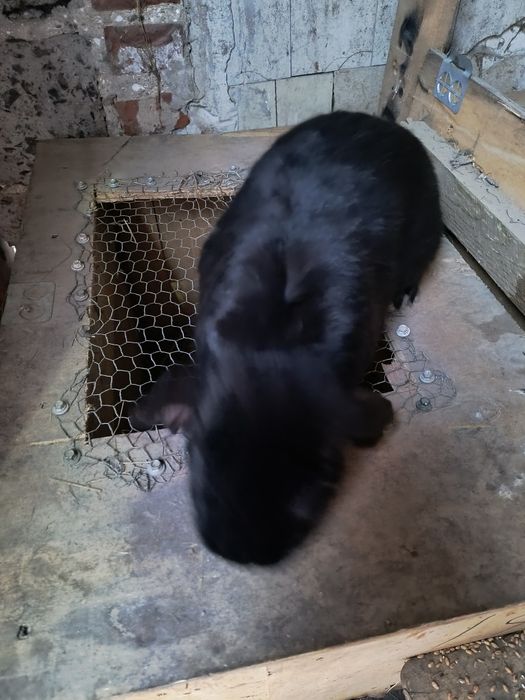 Króliki barany francuskie