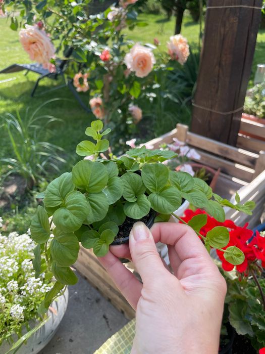 Традесканція  «Біла фата», вербейник в кашпо для тераси