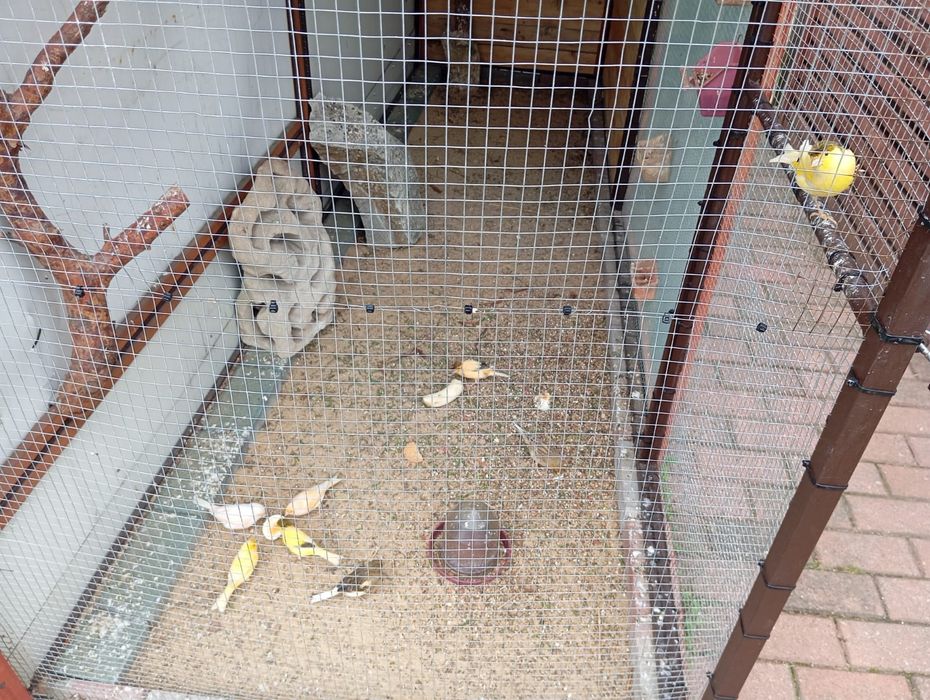 Sprzedam gołąbki diamentowe