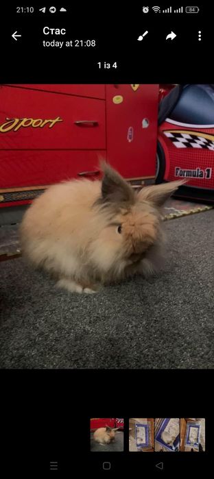 Віддам кролика безкоштовно