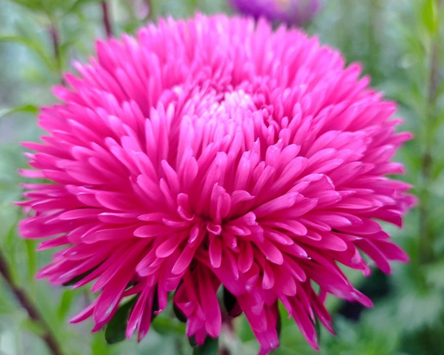 Пропоную своє домашнє насіння -  Айстра махрова