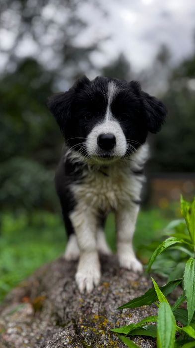 Border collie suczka czarno-biała ZKwP