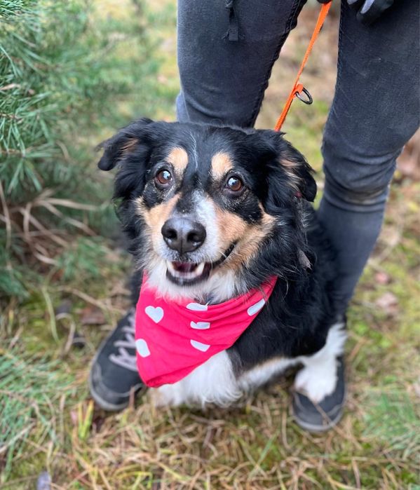 Klusio - krótkołapki pieseczek ideał do adopcji