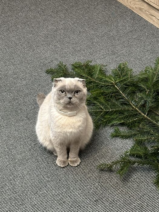 продаються кошенята!