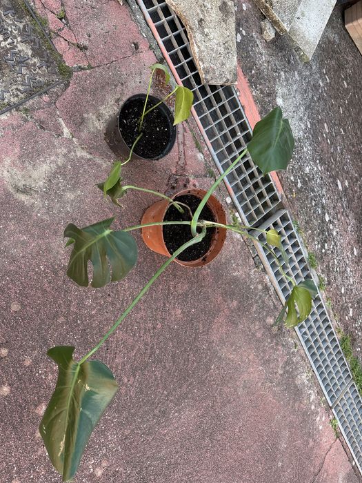 Mosntera ou costela de adao