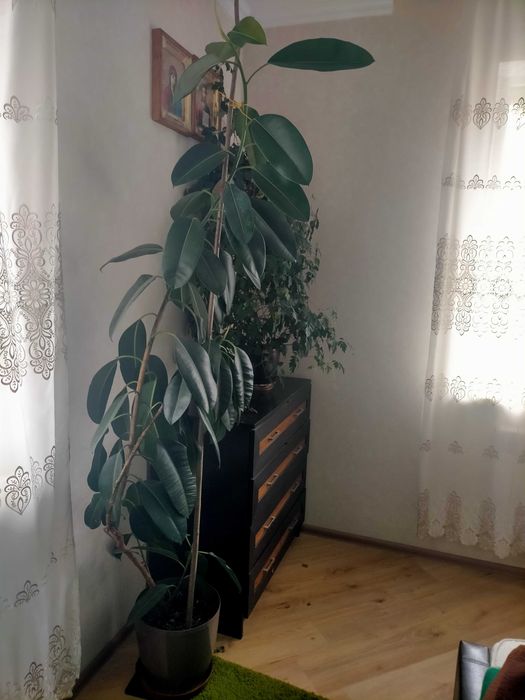 Вазон гібіскус.. Великий