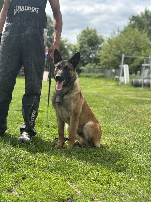 Owczarek belgijski malinois