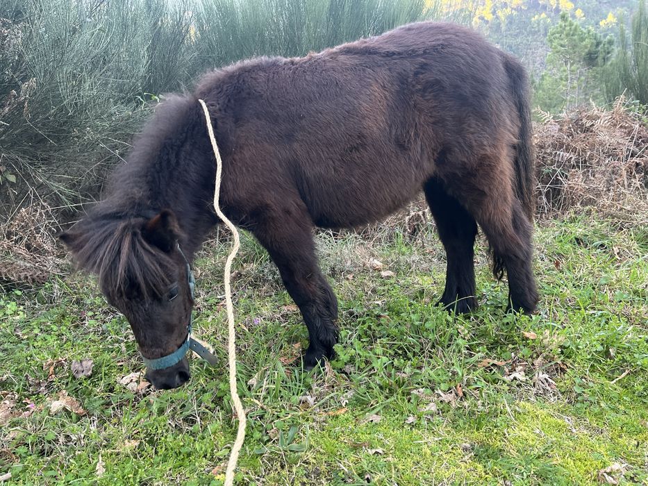 Ponei Femea a fazer 1 ano