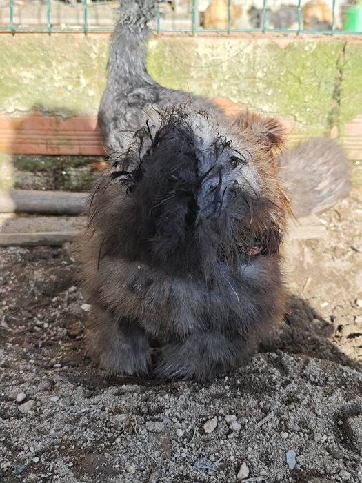 Galo Sedosa do Japão