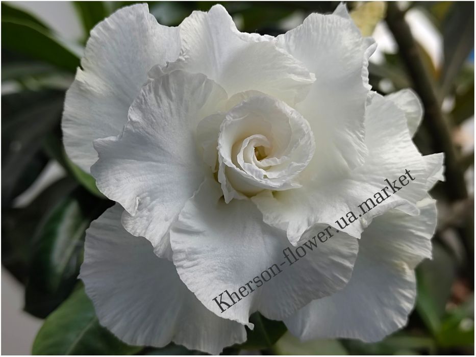 Адениум белый махровый Snow White