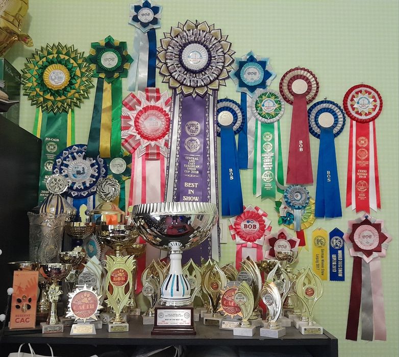 Цуценята (щенки) цвергшнауцера