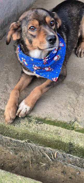 Piesek około 3 lata