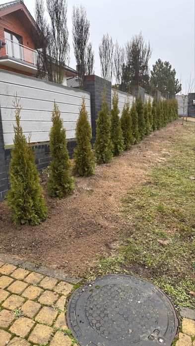 Tuja, tuje szmaragd. Duże, zdrowe sadzonki- wybierz sam .