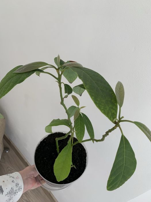 Авокадо 5паростків