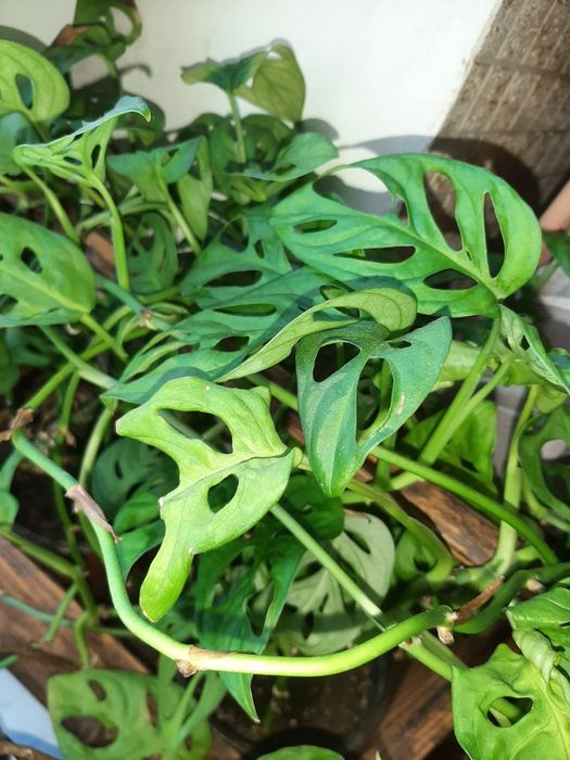 Сциндапсуси епіпремнуми  зріз 20грн монстера Манкі