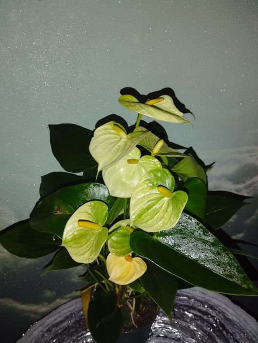 Продам дільонки антуріума