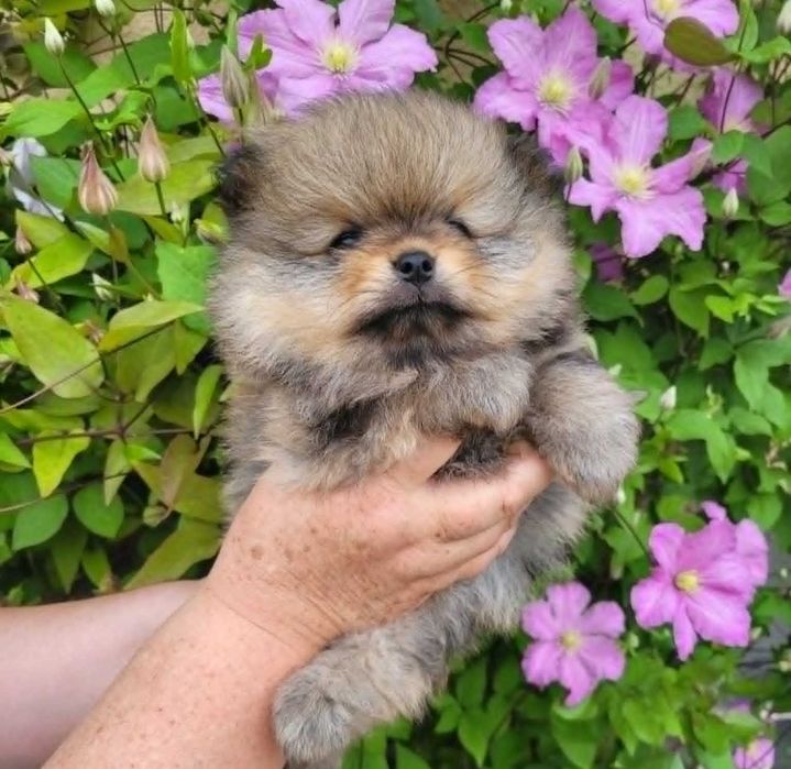 Szpic miniaturowy pomeranian piesek FCI
