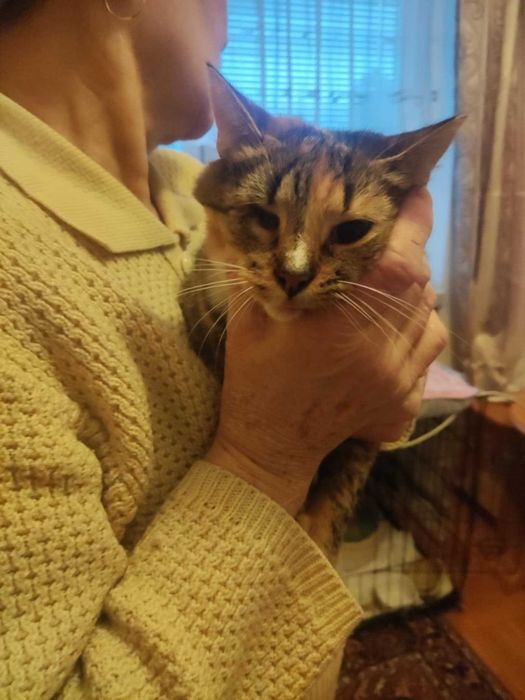 Kto uratuje kocią rodzinę?