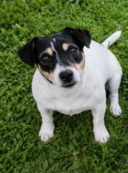 Jack Russel fêmea