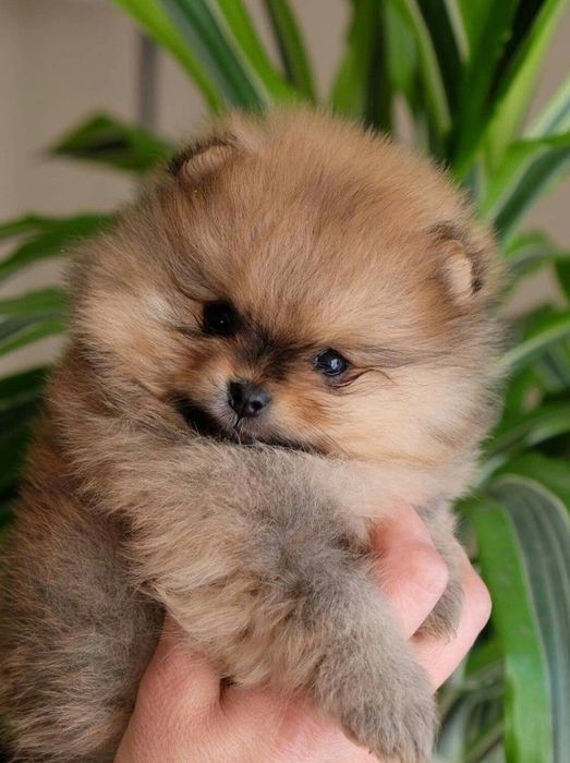 Spitz/ Lulu super mini