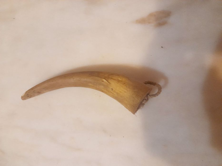 Chifre Decorativo e Dente de Javali