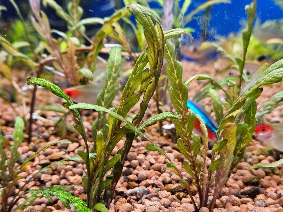 Alternanthera Rosanervig