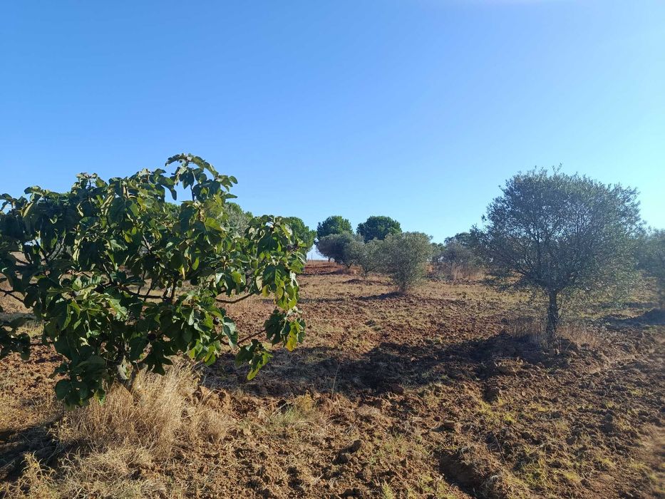 Terreno em Canhestros