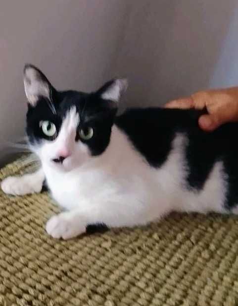 Gata para adoção consciente