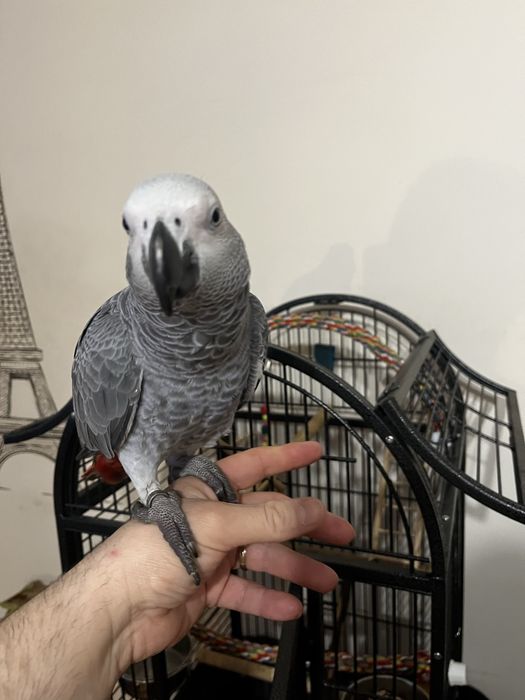 Papagaio cinzento  do senegal