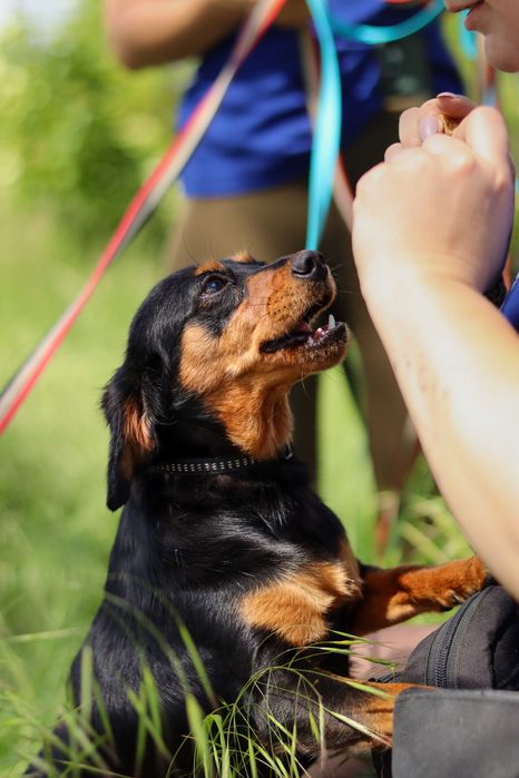 Malutka suczka, rok, do adopcji
