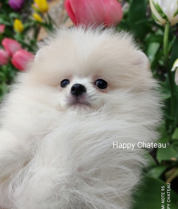 Шпиц, очень красивый щенок КСУ/FCI