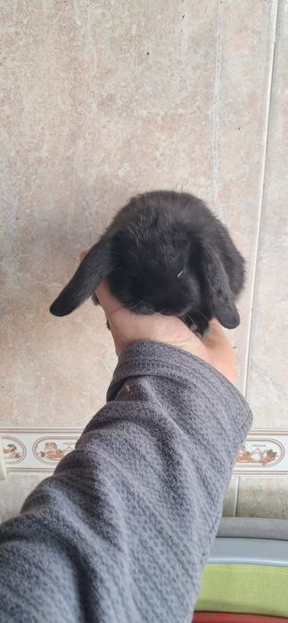 Coelhinhos anões várias raças