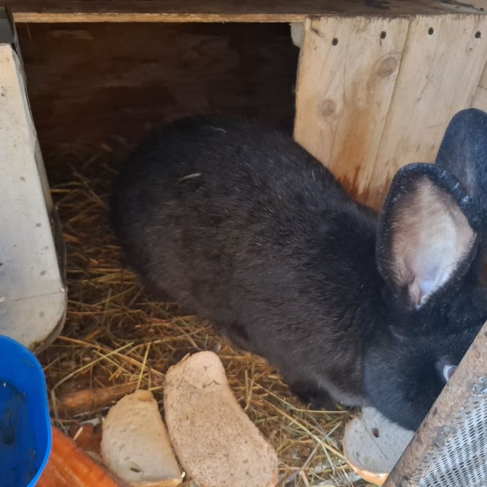 Кролі різного віку.