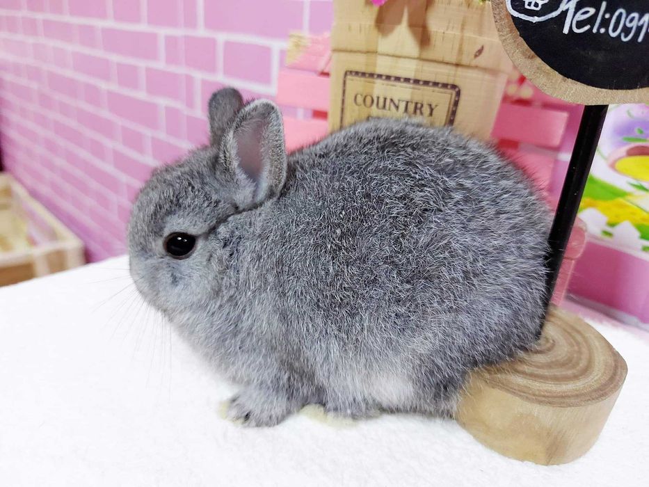 KIT Coelhos anões mini holandês e teddy muito dóceis e brincalhões