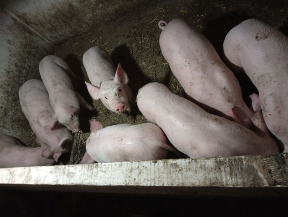 Готую до продажу поросята породи Петрен і Біла Українська