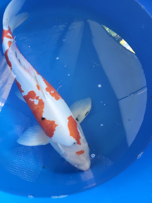 Japońskie karpie koi