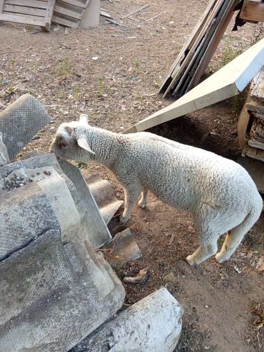 Animais de quinta
