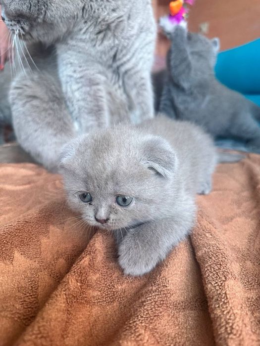 Британские котята