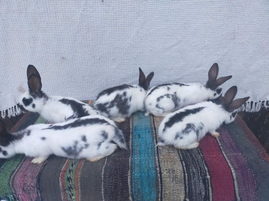 Сткокачі і шиншила . Кролики м'ясної породи.