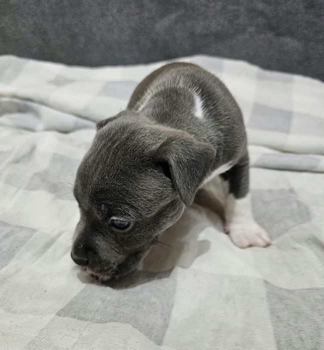 American staffordshire terrier Amstaff
