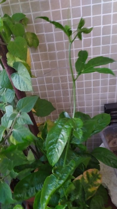 Vendo árvore  Maracujá