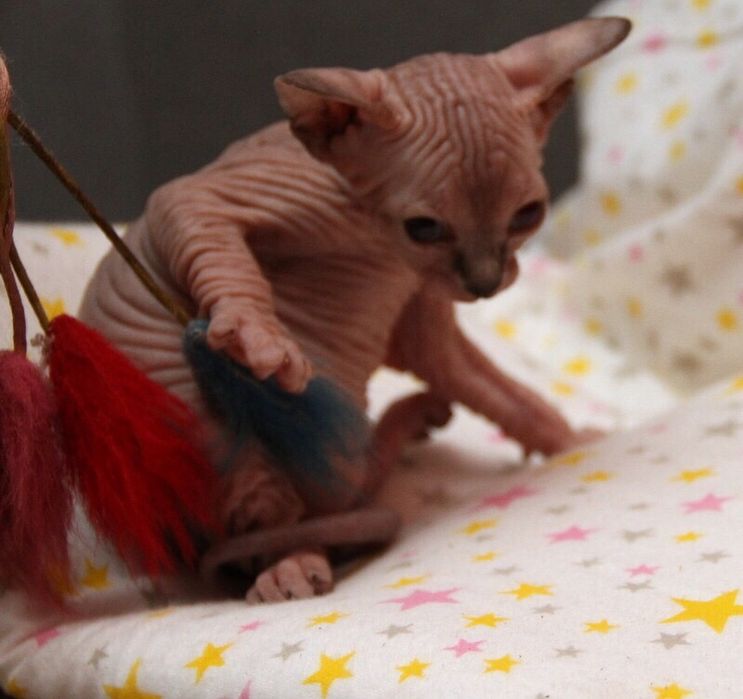 Котята для Выставки