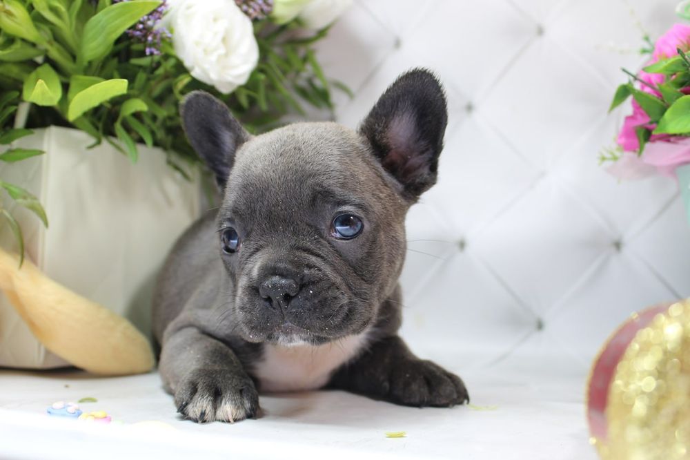 Голубі. Сірі дітки французського бульдога