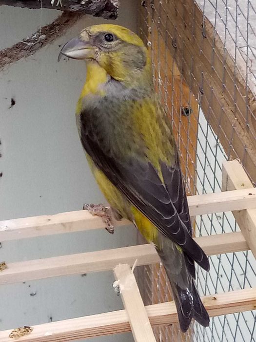 Bicos Grossudos  anilhados 2024/2025 (Outras aves)