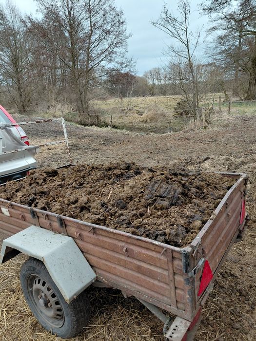 Csysty, ekologiczny obornik koński